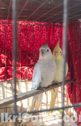 Cockatiel (1 pair)